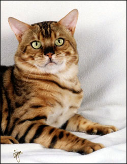 Spothaven Mighty Ewan of Foothill Felines, at 1 1/2 years old, with rosettes, glitter, a clear coat, and whited belly.