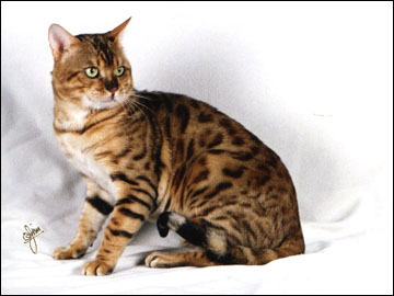 Spothaven Mighty Ewan of Foothill Felines, an SBT breeding Bengal male with an outstanding pedigree.