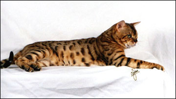 Spothaven Mighty Ewan of Foothill Felines, at 1 1/2 years old, a gorgeous Bengal male stud for breeding.