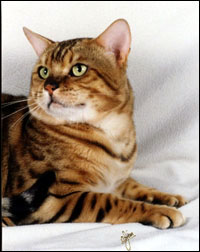 Handsome, glittered, rosetted Ewan, a male Bengal of great beauty with unique breeding lines!