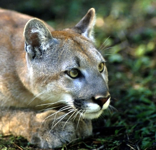 The Florida Panther is extremely endangered