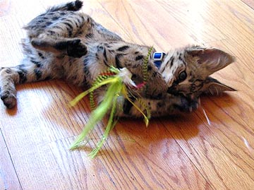 Real Cats including African Servals and Savannahs LOVE Real Fishing Fly Toys such as Tinker Mackerals, Baitfish, Bass Flies, etc.!