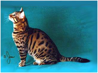 Gogees Maverick of Foothill Felines, an F5 Bengal stud