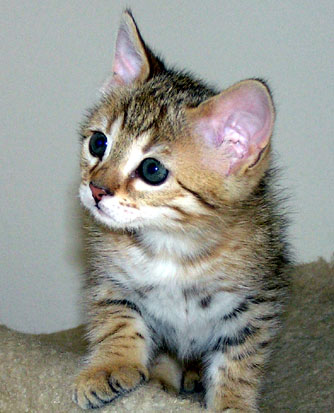 Lovely white tummied female Savannah kitten from Foothill Felines, Bengal and Savannah breeder in California