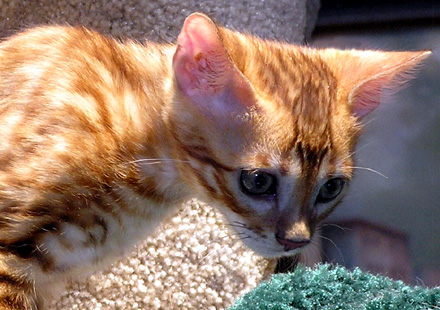 Foothill Felines Red Hot Mama, Bengal kitten