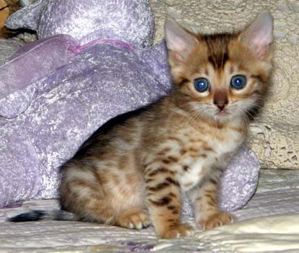 Hot Colored Glittered Spotted Bengal Male Kitten at 5 weeks old!