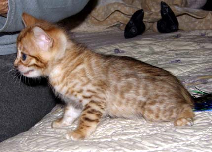 Hot Colored Glittered Spotted Bengal Male Kitten at 5 weeks old!