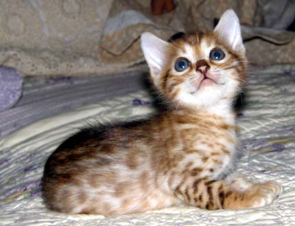 Hot Colored Glittered Spotted Bengal Male Kitten at 5 weeks old!