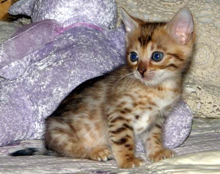 Hot Colored Glittered Spotted Bengal Male Kitten at 5 weeks old!