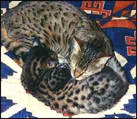 Ian's Two Bengal Cats!