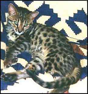 Gorgeous Bengal Cat!