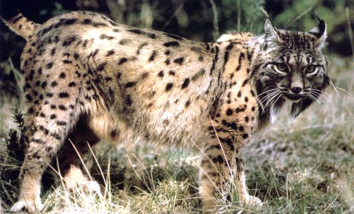 The Iberian Lynx, Spanish Lynx, Lynx pardinus, with tufted ears