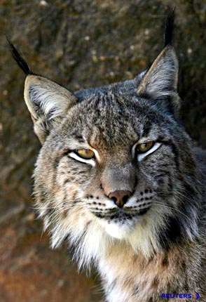 The Iberian Lynx, Spanish Lynx, Lynx pardinus, with tufted ears