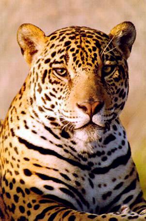 The Jaguar, Beautiful, Big, Wild Cat Photograph from HDW Enterprises