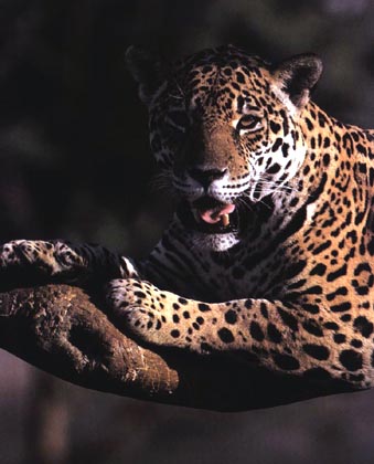 The Jaguar, one of the four big cats in the panthera genus