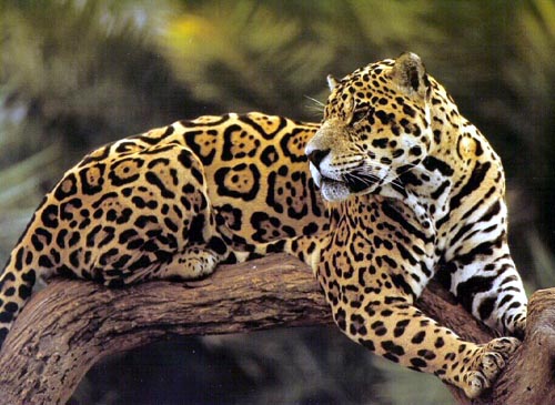 The Jaguar, Beautiful, Big, Wild Cat Photograph from HDW Enterprises