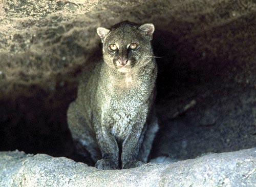 The Jaguarundi is not endangered at this time