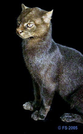 The Jaguarundi cat looks somewhat like an otter