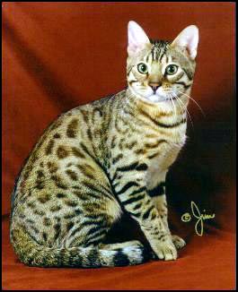 Champion Foothill Felines Bengal Male Mr. Big Spot at 8 months, showing off his winning rosettes and plush pelt!