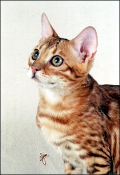 Beautiful spotted SBT Bengal kitten Red Hot Mama at 4 months old!