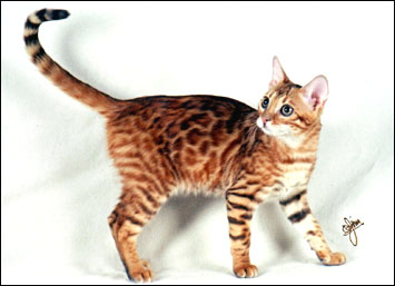 Red Hot Mama has the whited undersides and tummy of her Asian leopard cat ancestors, rare in an SBT domestic Bengal cat!