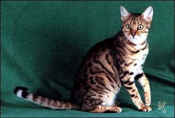 Serrano Mai Tai of Foothill Felines is a golden spotted Bengal with beautiful rosettes, wild type and coloring, great glitter and contrast, and a full whited tummy.  She was bred by Linda Bosnich and Holly Webber!!