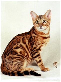 Mama Mia has a very wild appearance, with multi-shaded rosetted spots like the Asian leopard cat, rare in an SBT domestic Bengal cat!