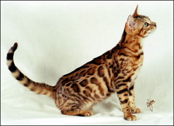 Gorgeous pelted Mama Mia at 4 months old - glitter, ROSETTES, and breathtaking beauty describe this Bengal spotted leopard!!