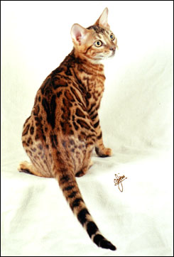Mama Mia has a very wild appearance, with multi-shaded rosetted spots like the Asian leopard cat, rare in an SBT domestic Bengal cat!