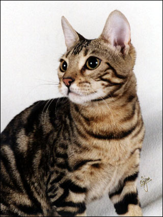 Foothill Felines Manzanita is a tri-colored marble Bengal with a beautiful clear coat, rich pelt and great personality!!