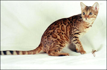 Marozi has a very wild appearance, with multi-shaded rosetted spots like the Asian leopard cat, rare in an SBT domestic Bengal cat!