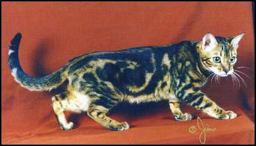 Almaden Medley of Foothill Felines, a IW SGC Gogees Jafarr of Windstorm grand-daughter!!