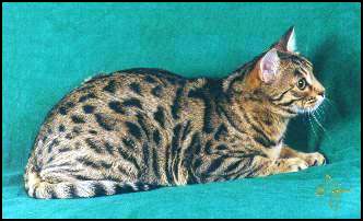 Megan has a very wild appearance, with amber brown eyes like the Asian leopard cat, rare in an SBT domestic Bengal cat!