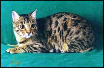 Megan, a very typey, wild looking and lovely leopard spotted Bengal show quality queen.