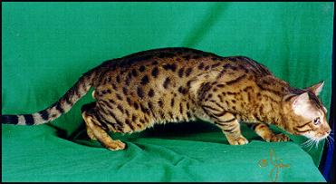 Gogees Michabo of Foothill Felines, a proven, glittered and colorful leopard Bengal male.