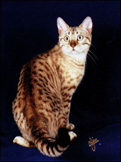 Beautiful spotted SBT Bengal kitten Milliemelo at 8 months old!
