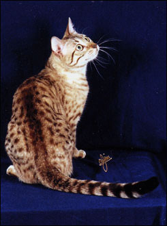 Milliemelo is a spotted seal mink snow Bengal female.