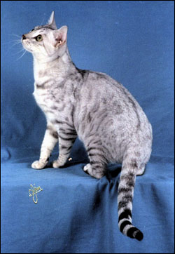 Spothaven Monsoon of Foothill Felines at 9 months, showing off his silver spotted beauty including velvety pelt, rosettes, and great sense of humor.