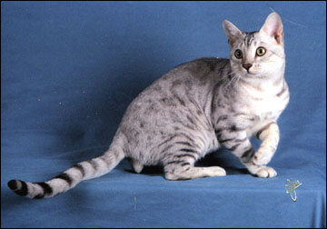 Spothaven Monsoon of Foothill Felines at 9 months, showing off his silver spotted beauty including velvety pelt, rosettes, and super friendly temperament.