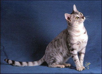 Spothaven Monsoon of Foothill Felines at 9 months, showing off his silver spotted beauty including velvety pelt, rosettes, and nice head.