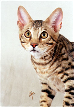 Sir Patrick McSpots is a handsome, 5th generation fertile Savannah male - Savannahs are wonderful, loving domestic spotted cats with the African serval for their wild ancestor!!