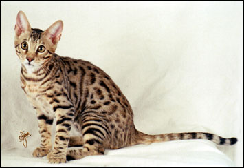 Sir Patrick McSpots is an adorable Savannah male - Savannahs are the largest domestic cat breed currently available, and are still very rare, especially males that are fertile, which takes 5 generations from the serval!!