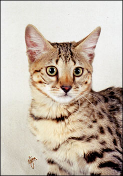 Beautiful Smarty Spots, brown spotted Savannah female kitten with the African Serval ancestry and type at 12 weeks old!