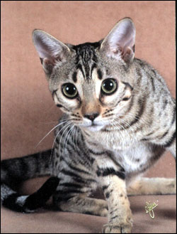Teacup has a very wild appearance, with amber brown eyes like the Asian leopard cat, rare in an SBT domestic Bengal cat!