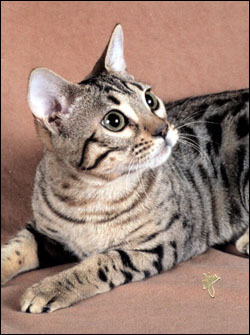 Teacup has a very wild appearance, with black rosetted spots like the Asian leopard cat, rare in an SBT domestic Bengal cat!