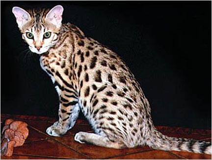 Junglebook Blond and Beautiful, a gorgeous F2 Bengal foundation queen whose grandfather was an Asian Leopard Cat