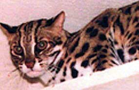 Kabuki, famous and prolific Asian Leopard Cat