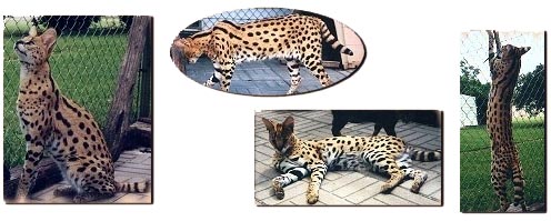 Keystone of Select Exotics, an African Serval, and sire of many F1 Savannah cats