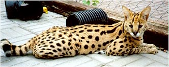 Keystone of SelectExotics, the Serval ancestor of both our Sandy Spots and Sunny Spots!