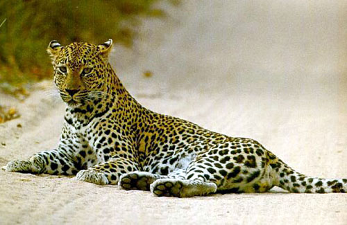Gorgeous leopard laying outside